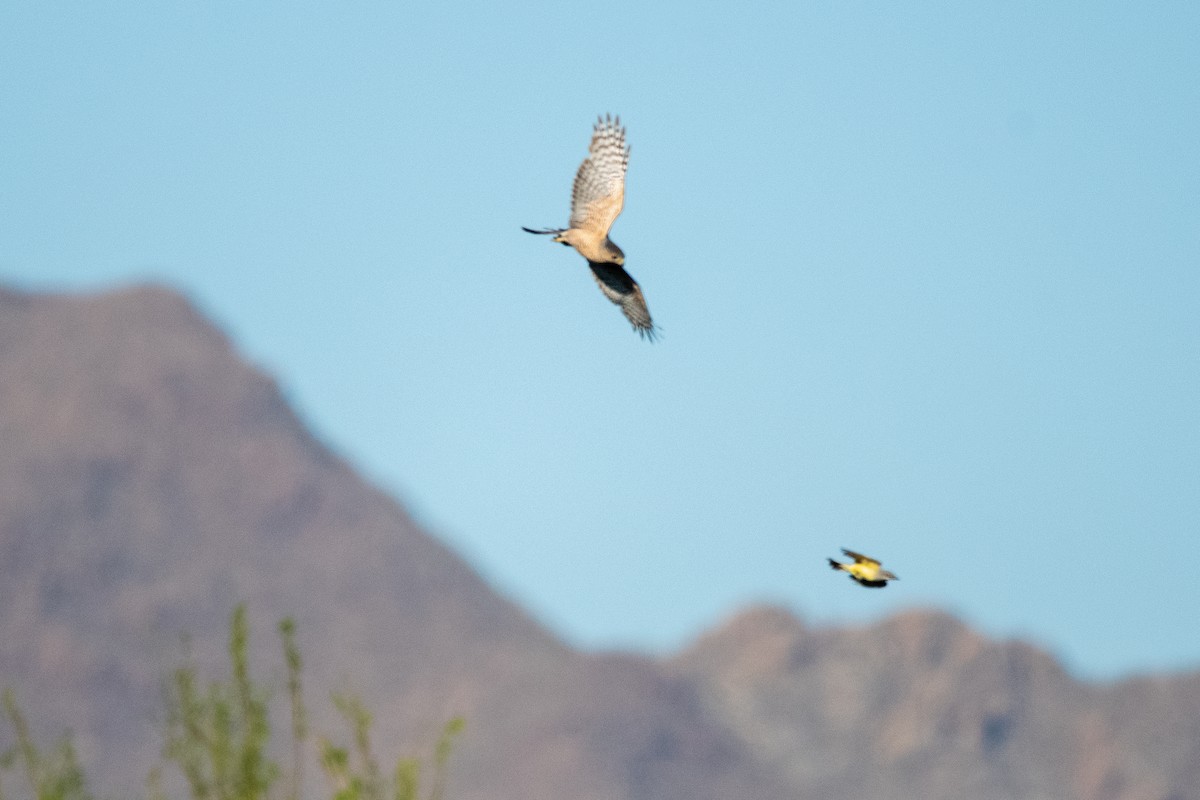 Cooper's Hawk - ML639113709