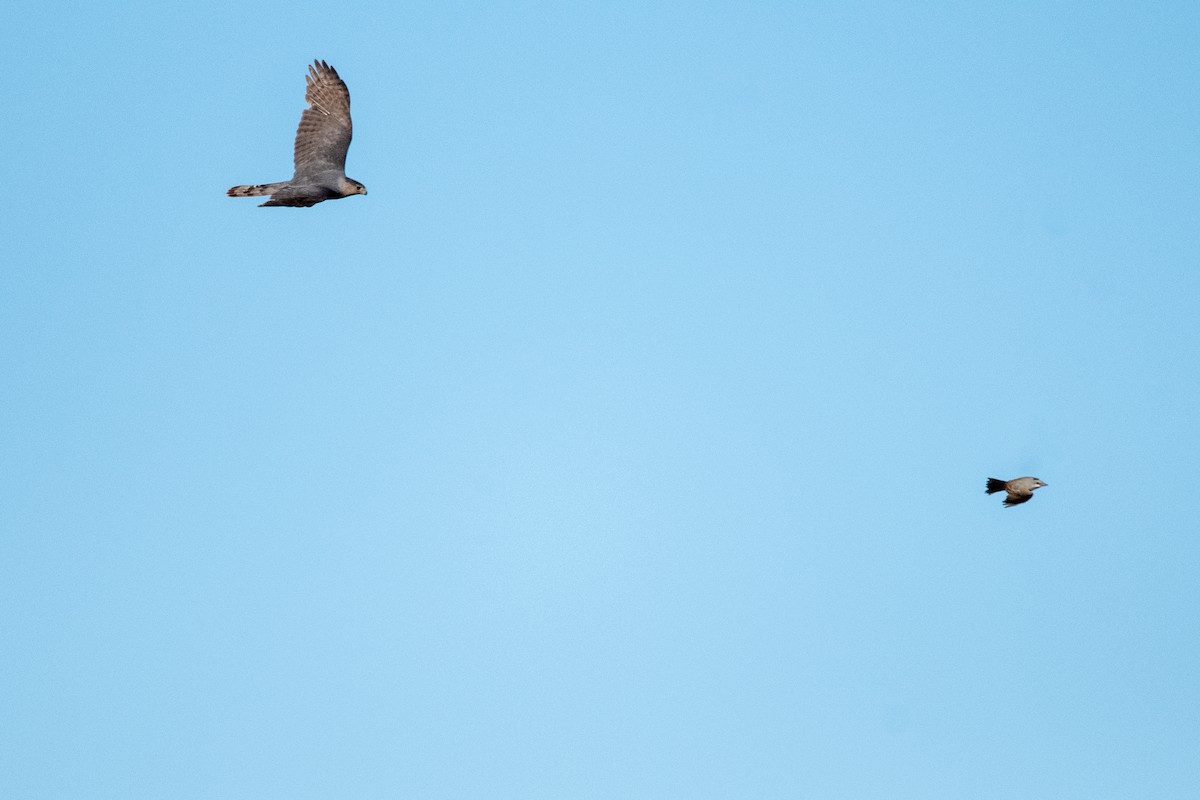 Cooper's Hawk - ML639113710