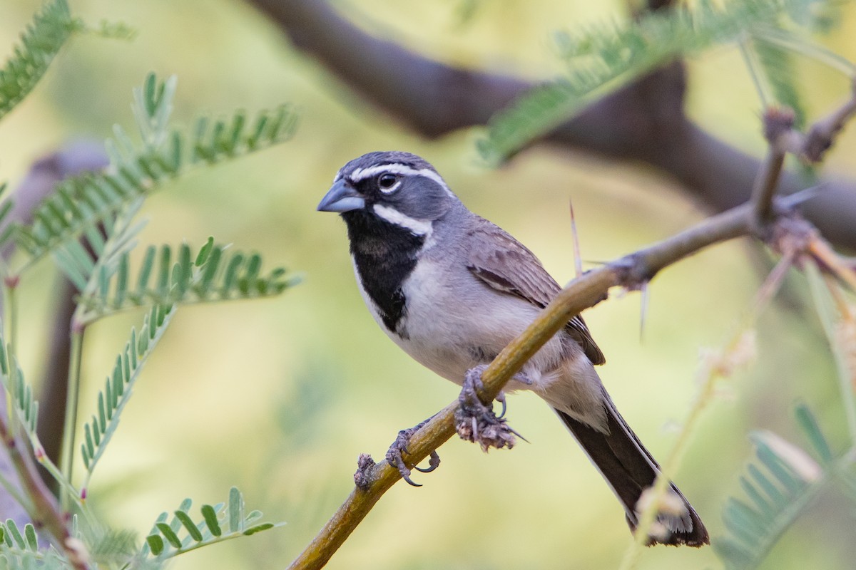 Black-throated Sparrow - ML639113768