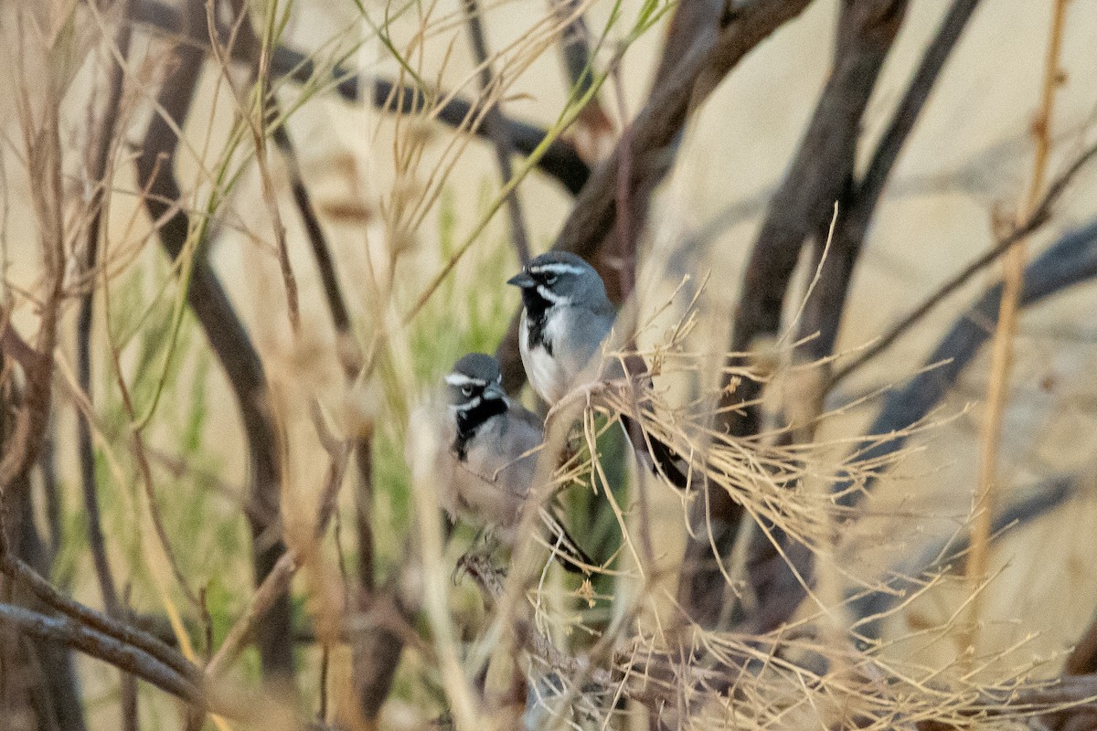 Black-throated Sparrow - ML639113769