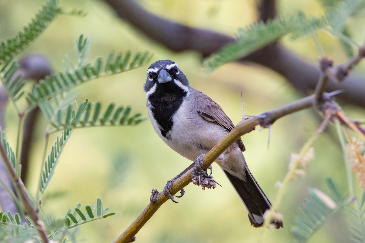 Black-throated Sparrow - ML639113771