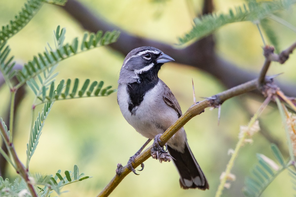 Black-throated Sparrow - ML639113775