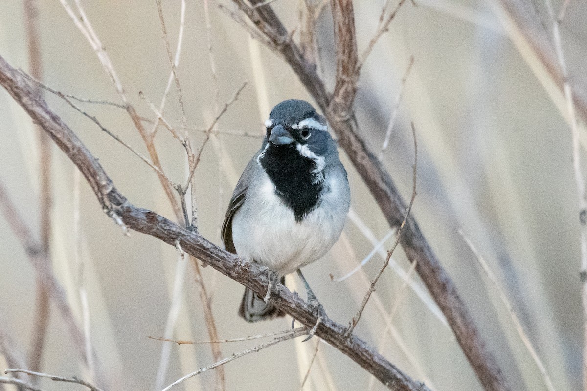 Black-throated Sparrow - ML639113777
