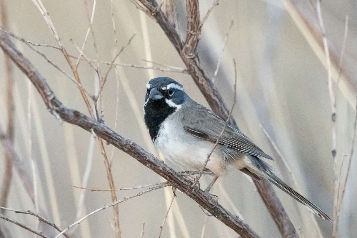 Black-throated Sparrow - ML639113779