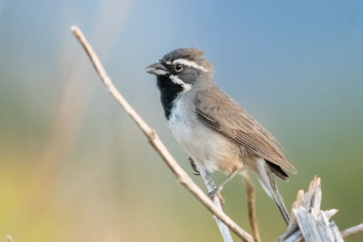 Black-throated Sparrow - ML639113781