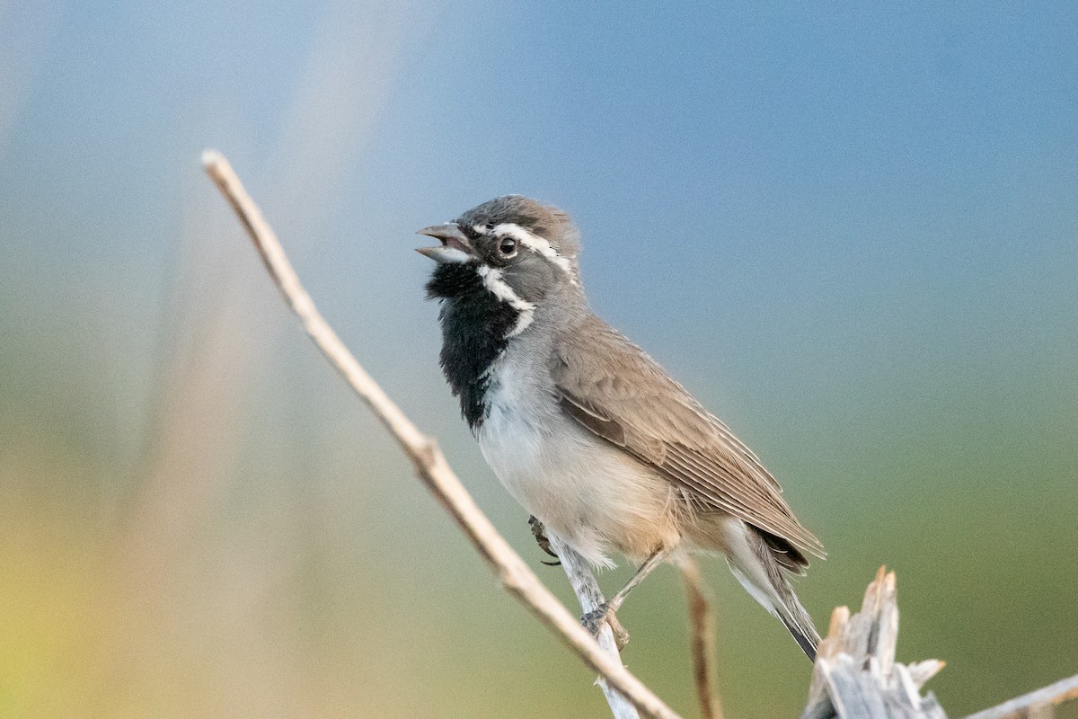 Black-throated Sparrow - ML639113782