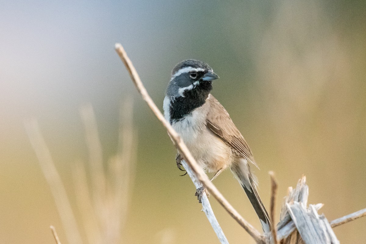 Black-throated Sparrow - ML639113783