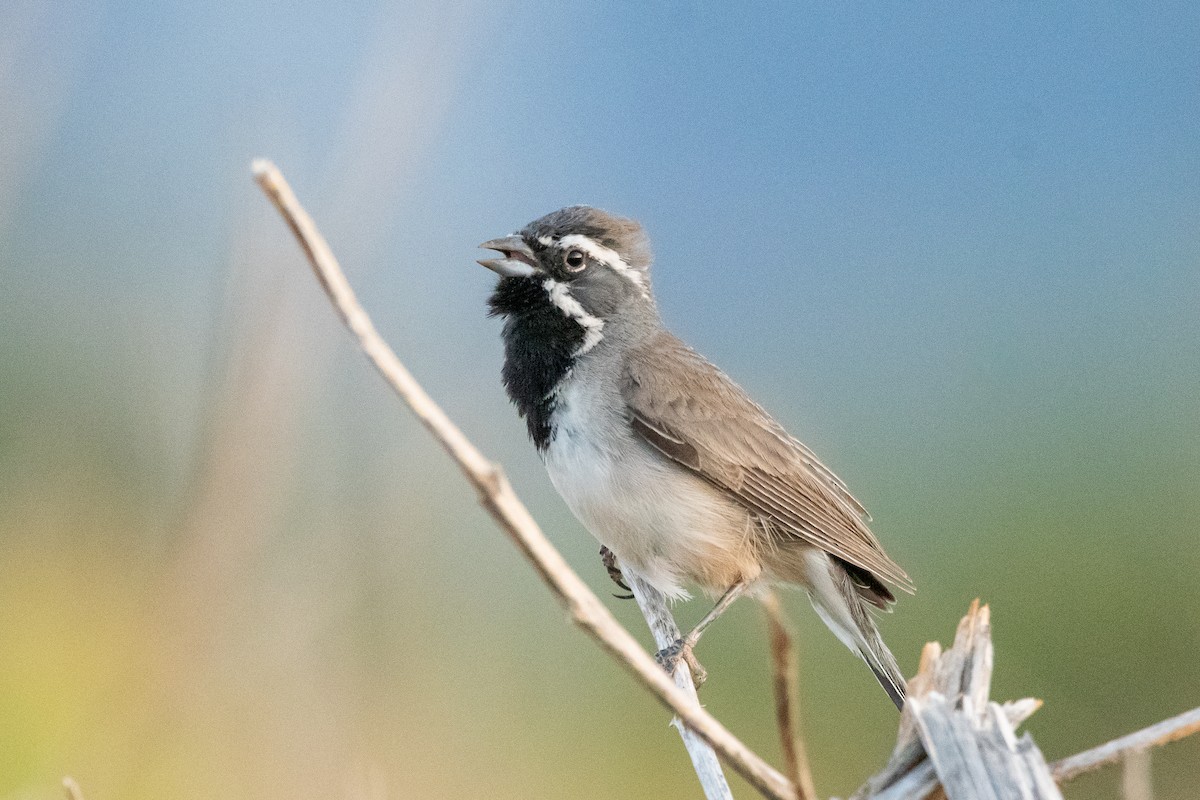 Black-throated Sparrow - ML639113784