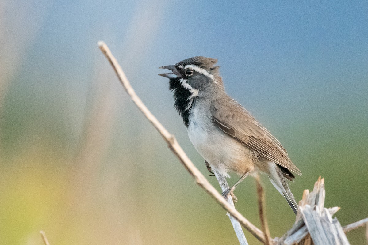 Black-throated Sparrow - ML639113786