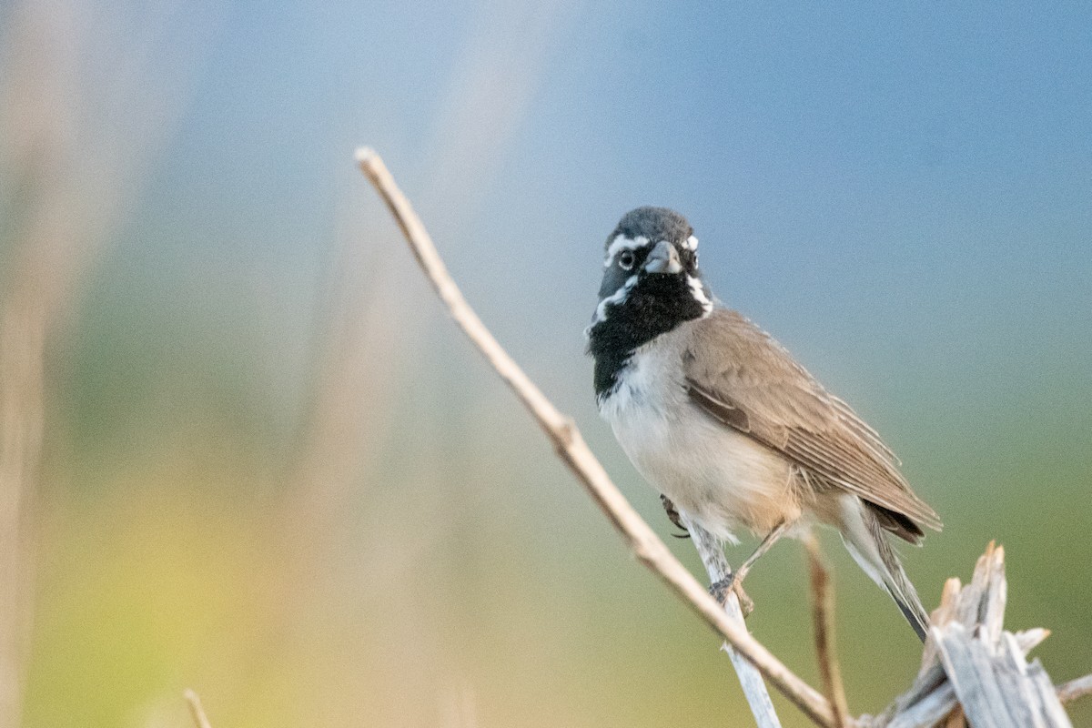 Black-throated Sparrow - ML639113787
