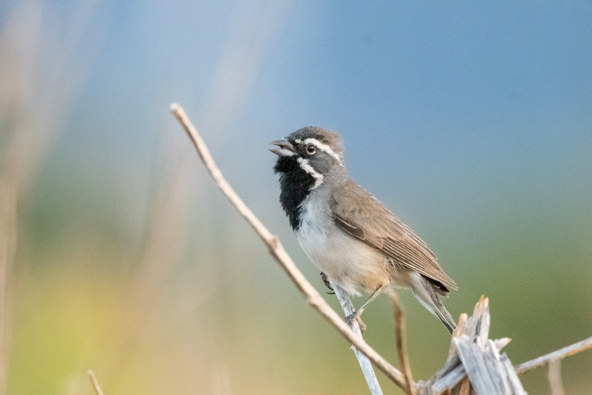 Black-throated Sparrow - ML639113788