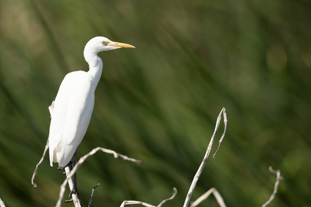 Western Cattle-Egret - ML639113821