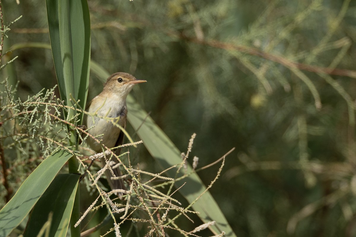 Clamorous Reed Warbler - ML639113912