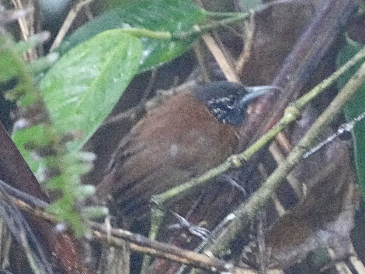 Sooty-headed Wren - ML639113974