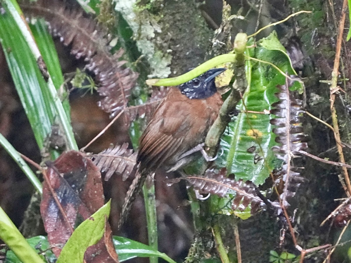 Sooty-headed Wren - ML639113975