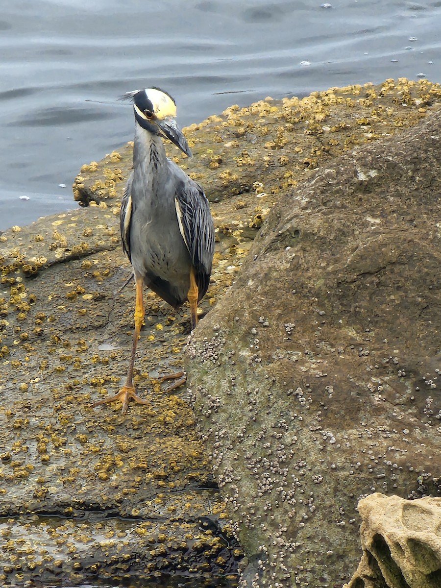 Yellow-crowned Night Heron - ML639113976