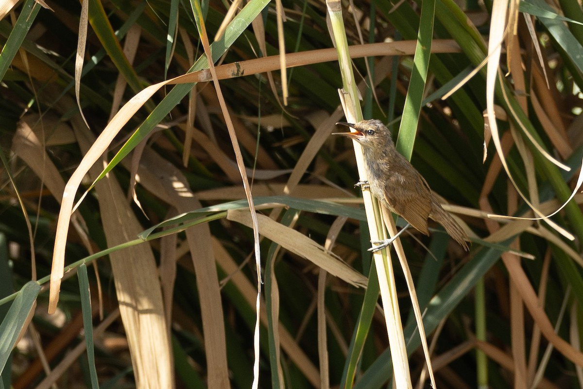 Clamorous Reed Warbler - ML639113988