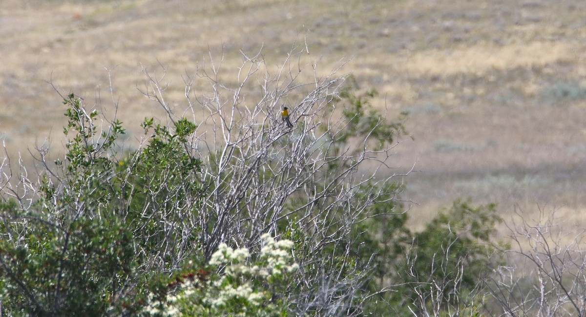 Yellow-breasted Chat - ML639113989