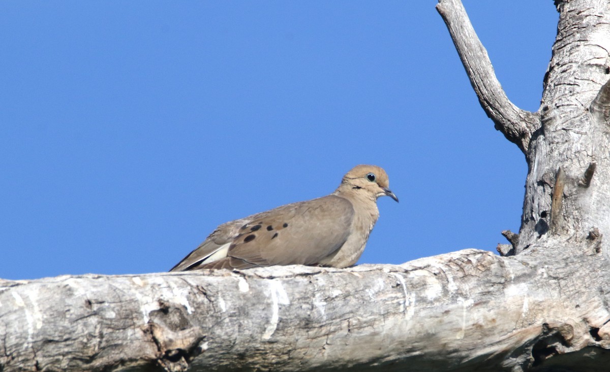 Mourning Dove - ML639114006