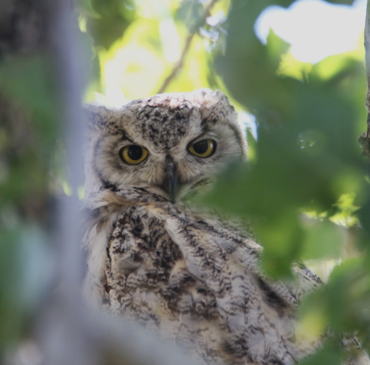 Great Horned Owl - ML639114014