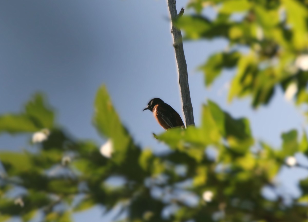 Orchard Oriole - ML639114029