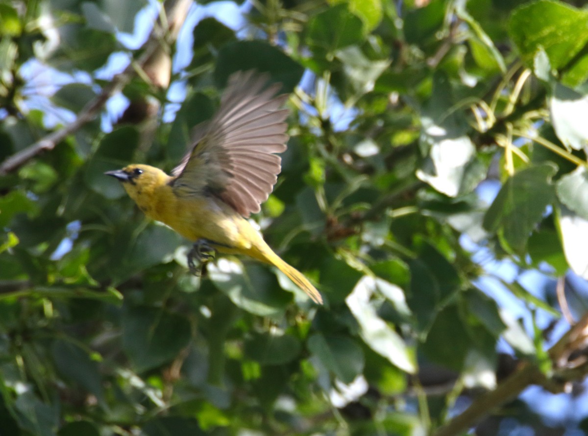 Orchard Oriole - ML639114031