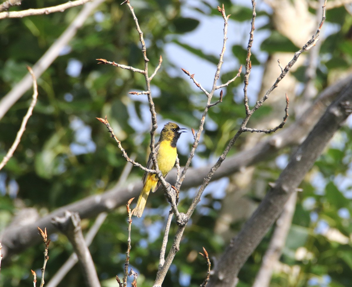 Orchard Oriole - ML639114032