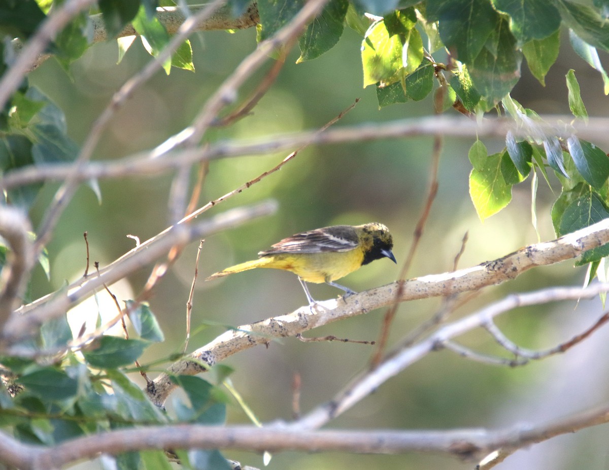 Orchard Oriole - ML639114033