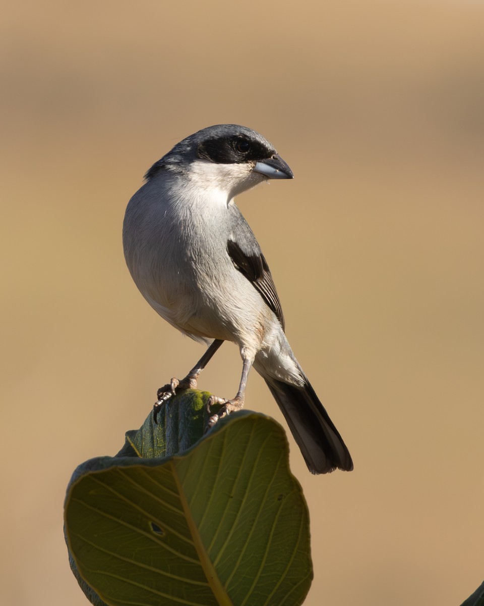 White-banded Tanager - ML639114035
