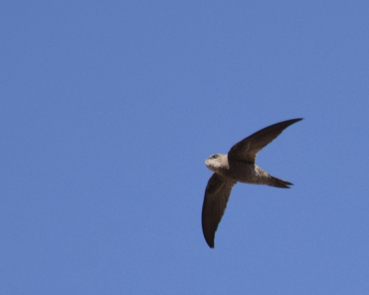 Bradfield's Swift - ML639114048