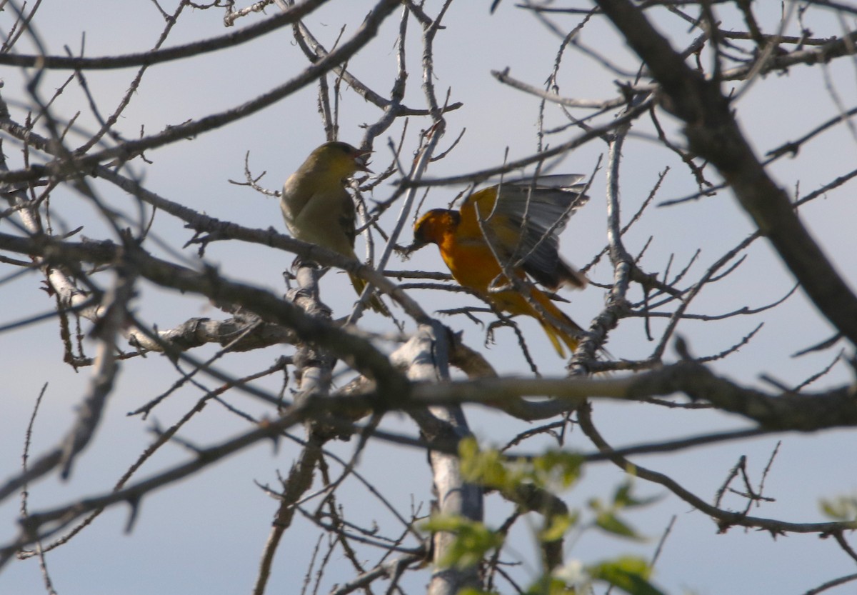 Bullock's Oriole - ML639114061