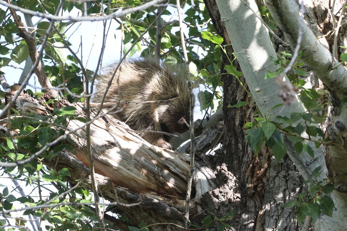 North American Porcupine - ML639114071
