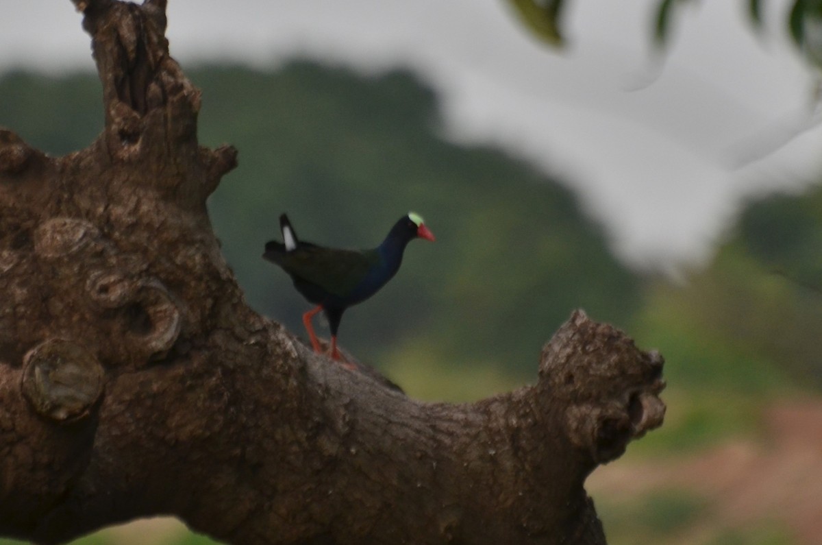 Allen's Gallinule - ML639114115
