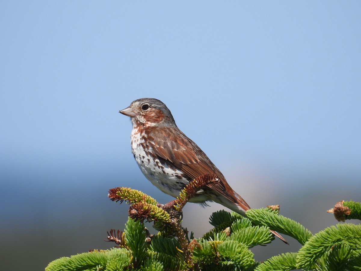 Fox Sparrow - ML639114152