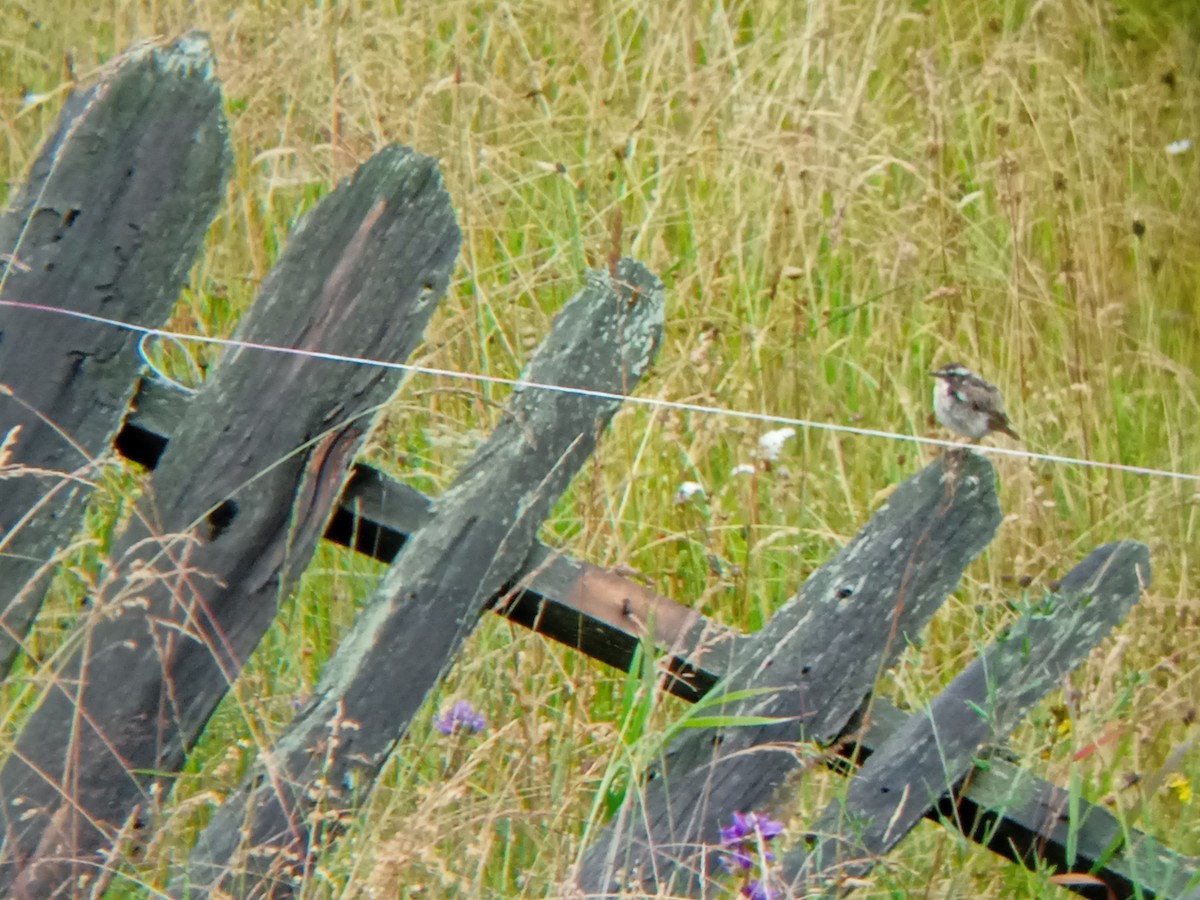 Whinchat - ML639114159