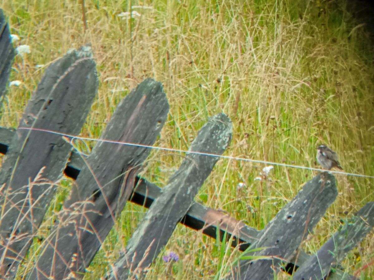 Whinchat - ML639114161