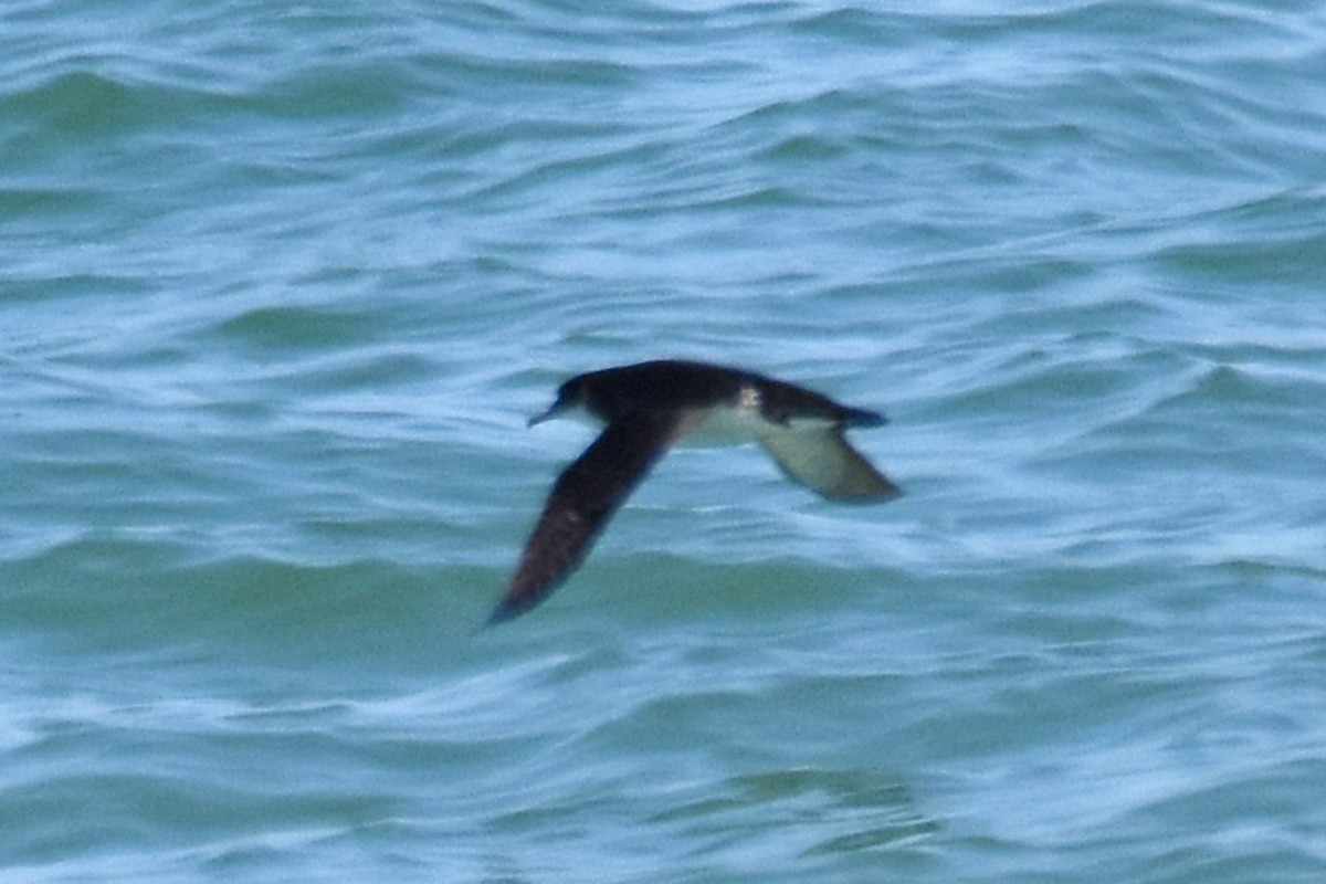 Manx Shearwater - ML639114210