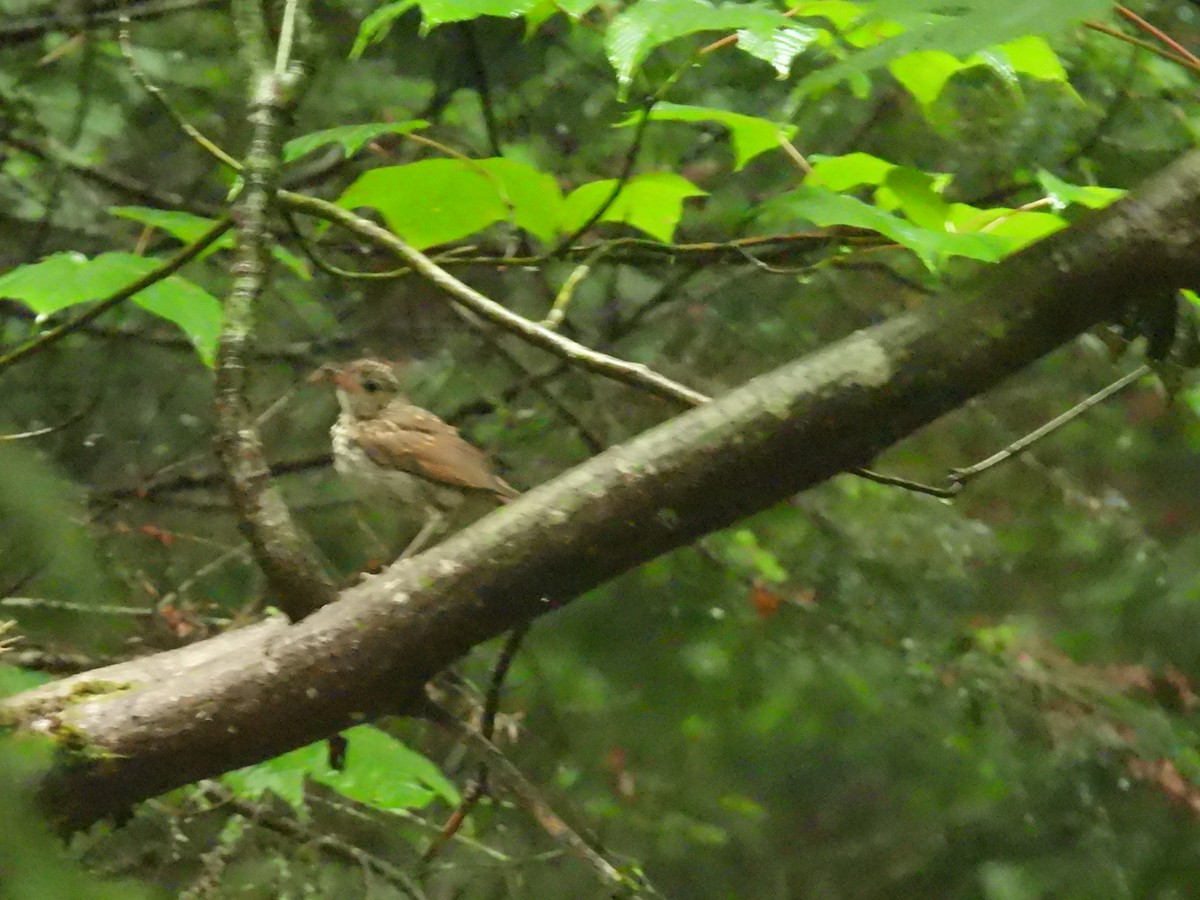 Hermit Thrush - ML639114213