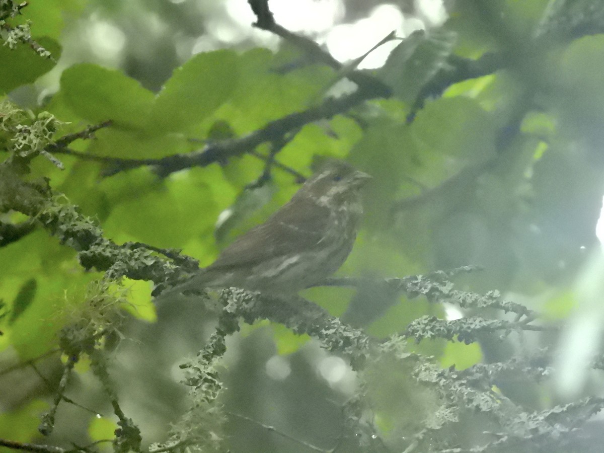 Purple Finch - ML639114221