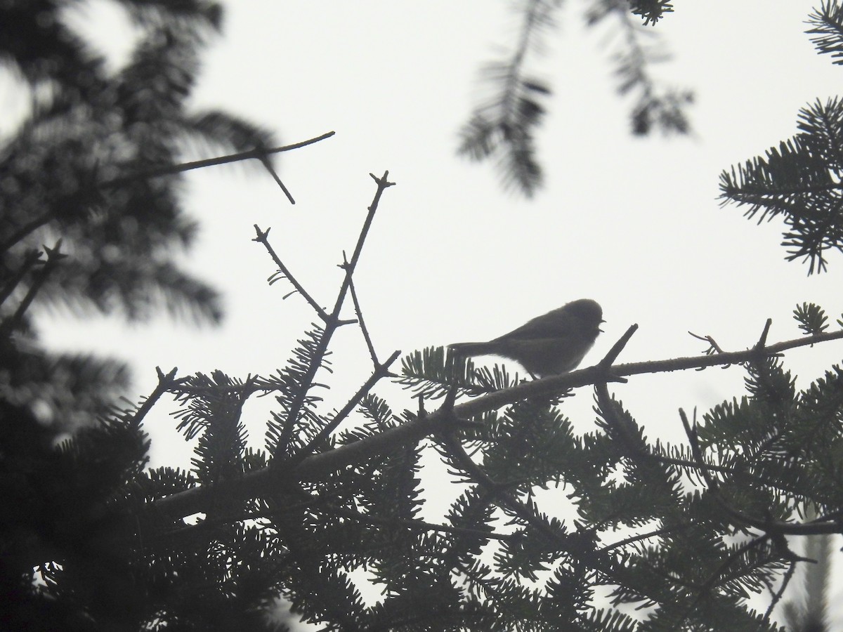 Boreal Chickadee - ML639114235
