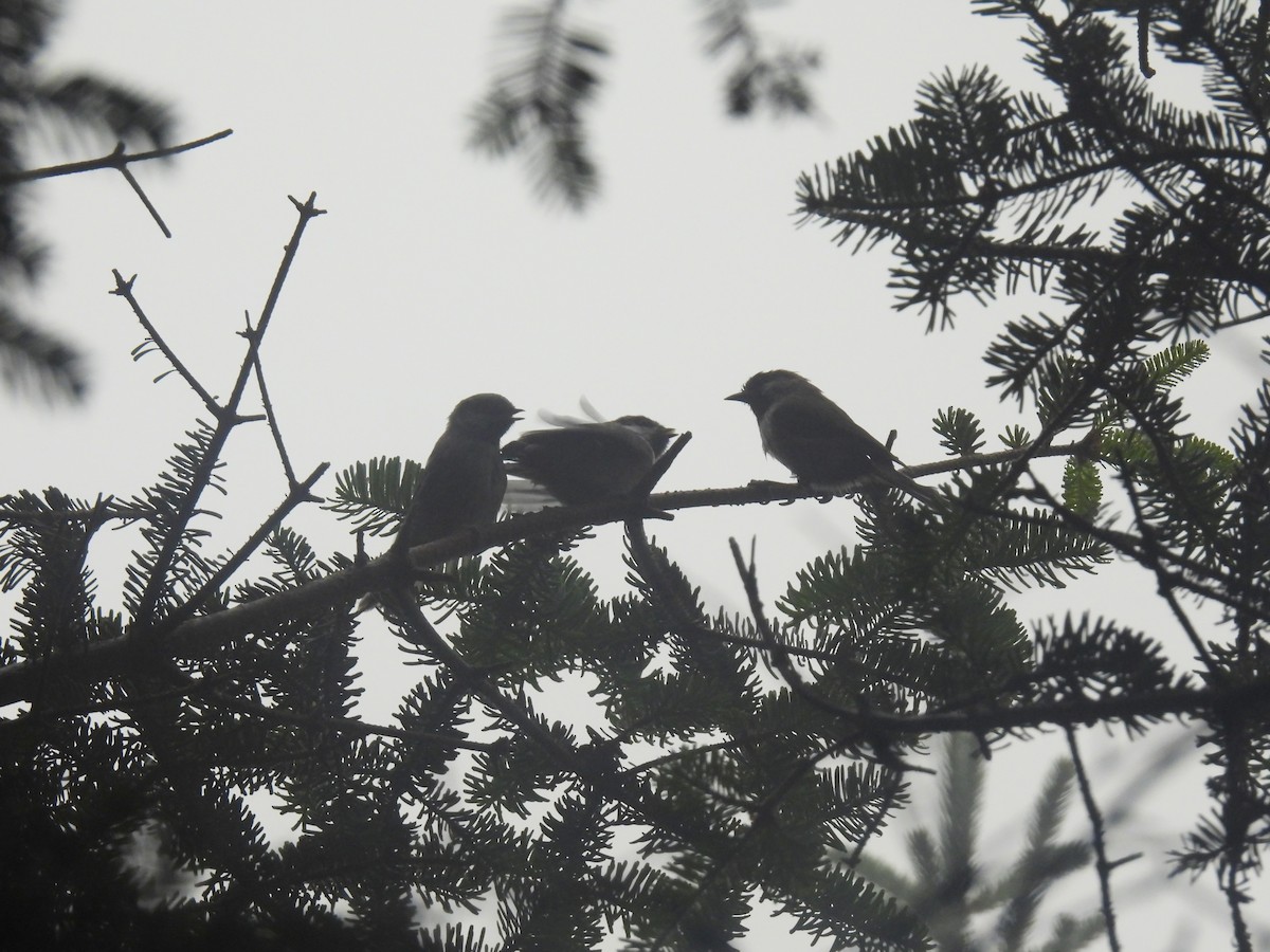 Boreal Chickadee - ML639114237