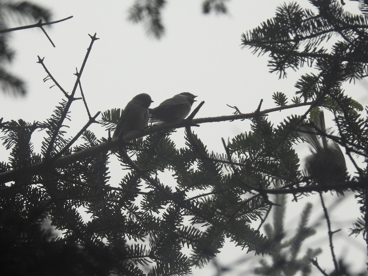 Boreal Chickadee - ML639114240