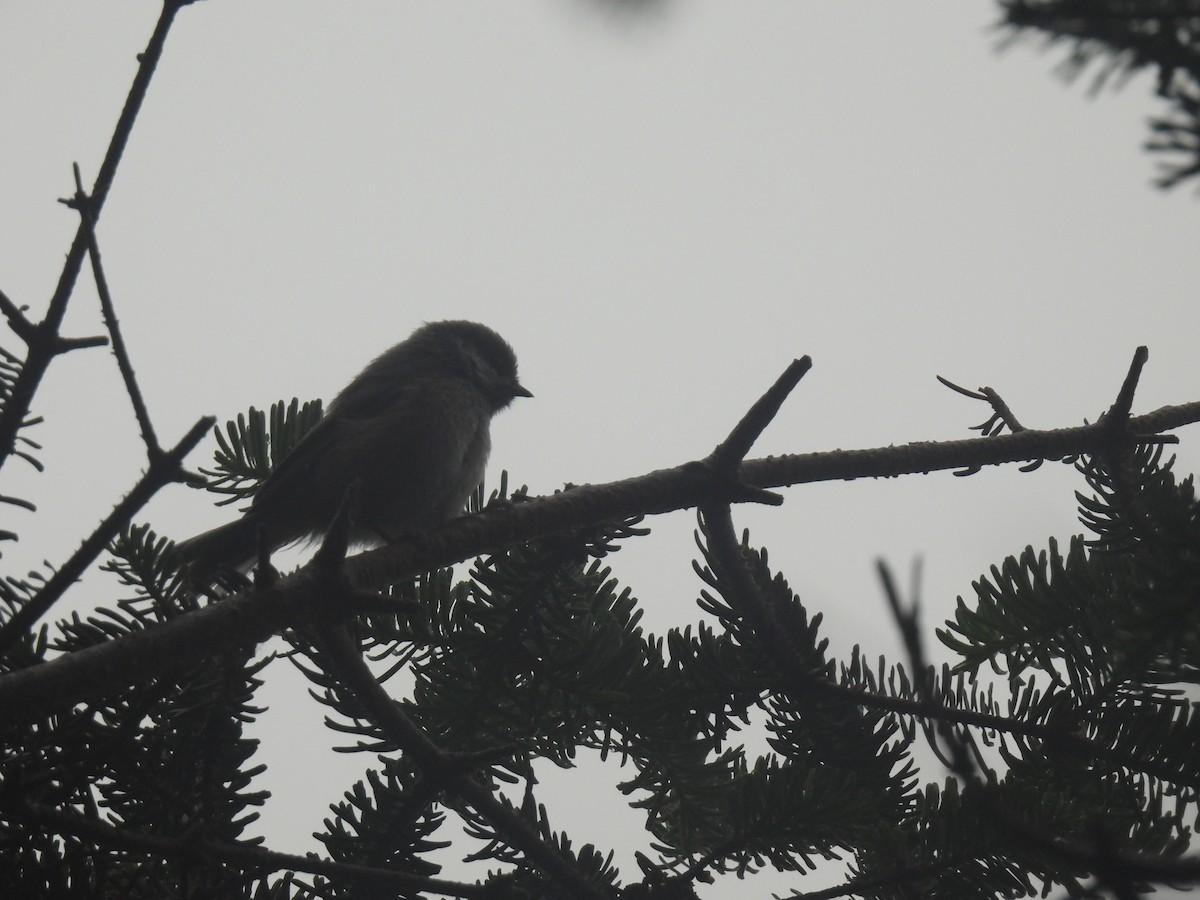 Boreal Chickadee - ML639114247