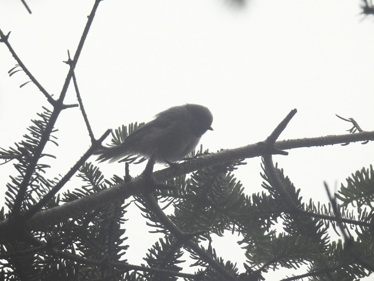 Boreal Chickadee - ML639114252