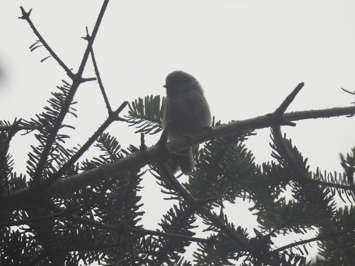 Boreal Chickadee - ML639114253