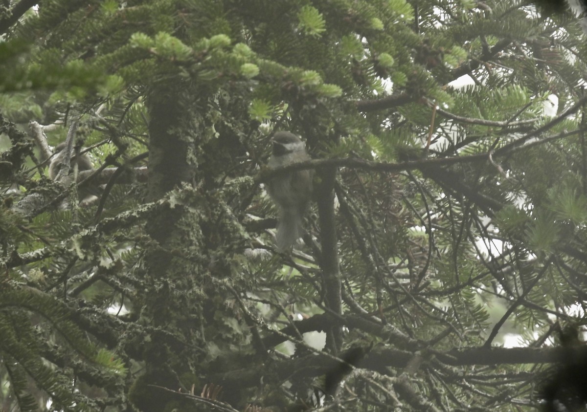 Boreal Chickadee - ML639114261
