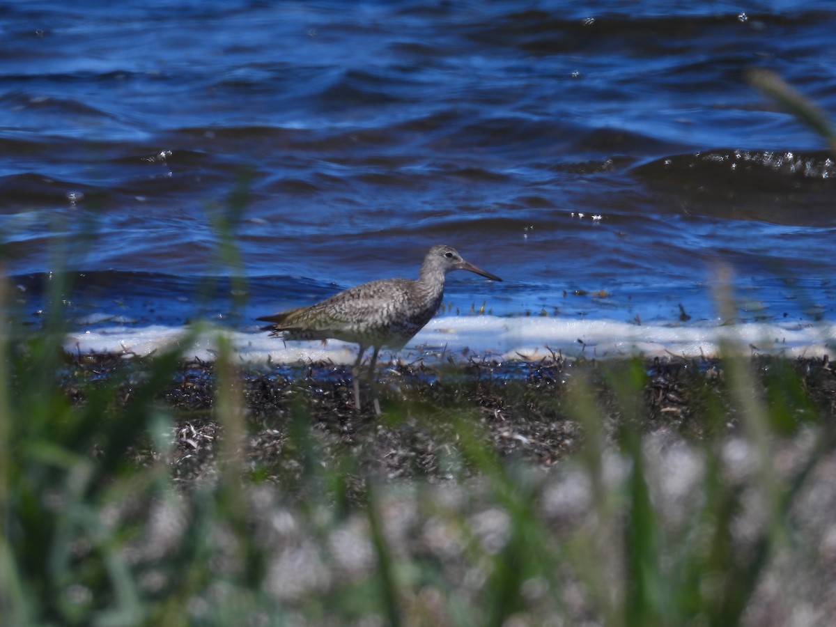 Willet - ML639114271