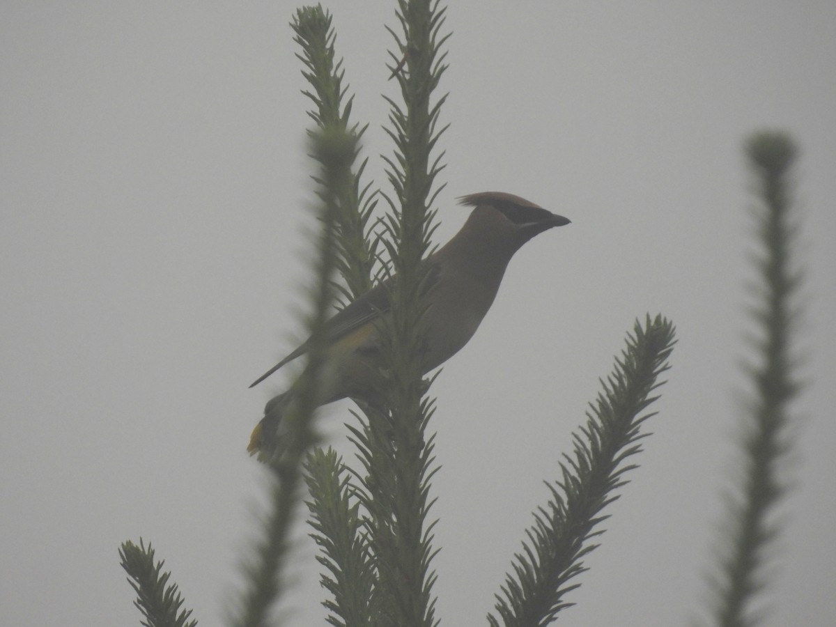 Cedar Waxwing - ML639114273