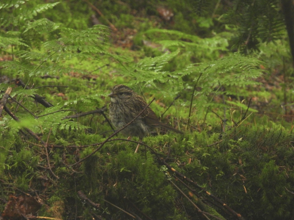 White-throated Sparrow - ML639114278