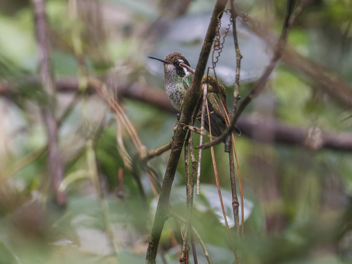 White-eared Hummingbird - ML639114410